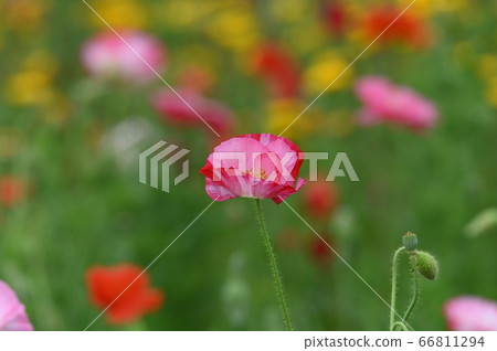 Poppy Poppy 66811294