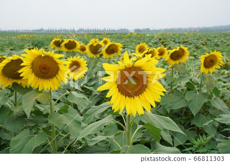 sunflower sunflower 66811303