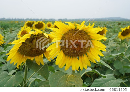 sunflower sunflower 66811305