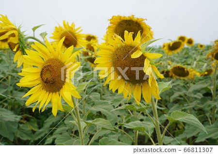 sunflower sunflower 66811307