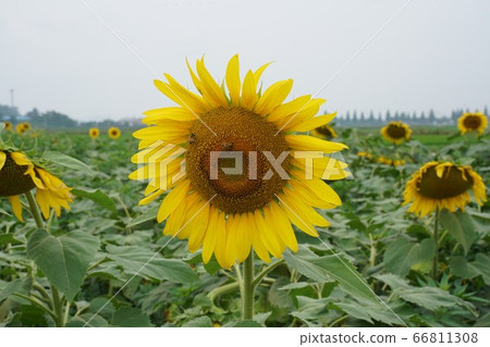 sunflower sunflower 66811308