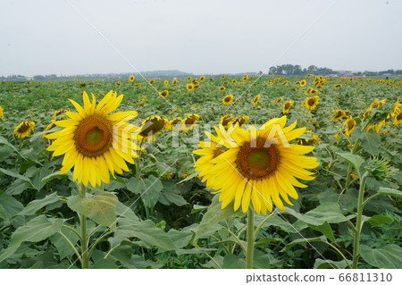 sunflower sunflower 66811310