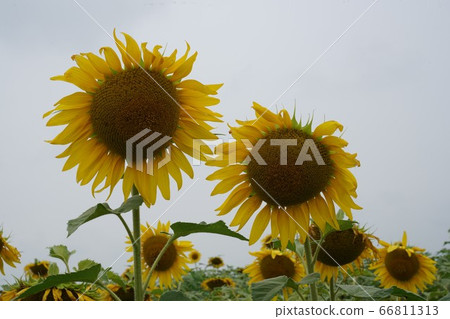 sunflower sunflower 66811313