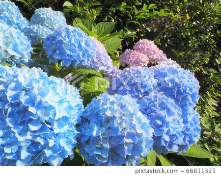 6月的繡球花[福島縣] 66811321