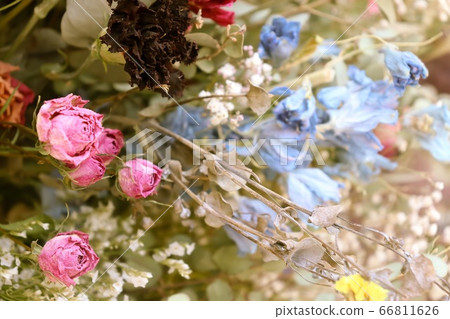 Dried flower Dried flower 66811626