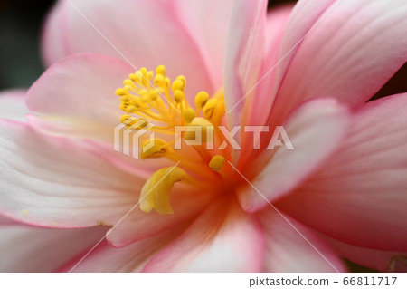 金台植物園六月凱府海棠215秋海棠 66811717