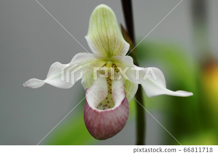 June Chofu213 Fragmipedium Orchidaceae/Jindai Botanical Park June Chofu213 Fragmipedium Orchidaceae/Jindai Botanical Park 66811718