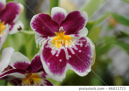 六月調布211 Miltonia,蘭科,大型溫室,金帶植物園 六月調布211 Miltonia,蘭科,大型溫室,金帶植物園 66811721