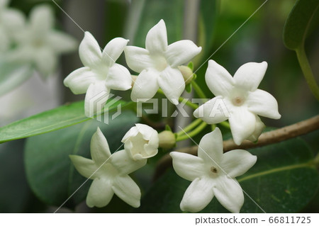 June Chofu 206 Madagascar Jasmine, Oleanderaceae, Jindai Botanical Park 66811725