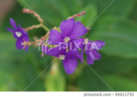 6月調布203保kin野鈕扣，野貓科，大型溫室，金帶植物園 66811730