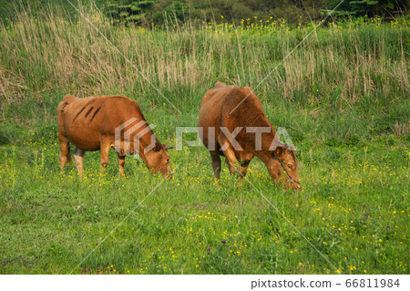 Beef on the prairie 66811984