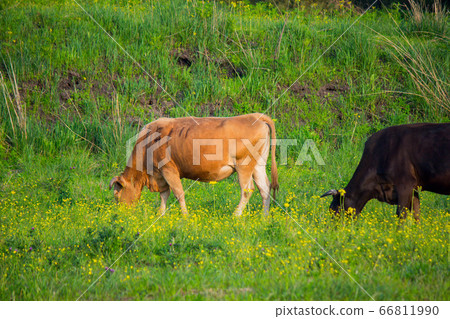 Beef on the prairie 66811990