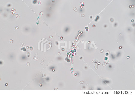 Budding yeast cell under the microscope. 66812060