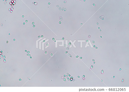 Budding yeast cell under the microscope. 66812065