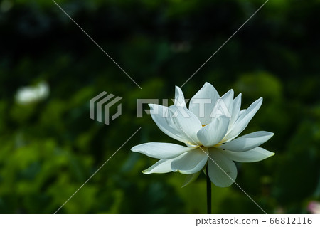 Beautiful white lotus Beautiful white lotus 66812116
