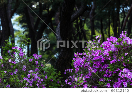 Pine and azalea Pine and azalea 66812140