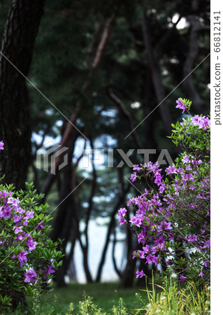 Pine and azalea Pine and azalea 66812141