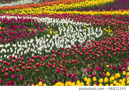 Tulip Park Tulip Park 66812143