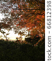 Autumn leaves 66812398