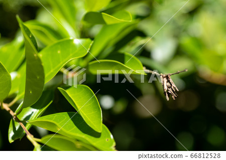 Fresh green leaves and beetle Fresh green leaves and beetle 66812528