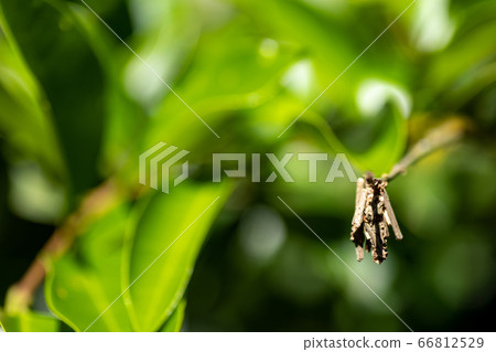 Fresh green leaves and beetle Fresh green leaves and beetle 66812529