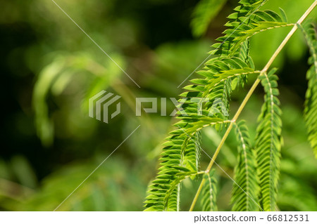 Hanging alve branches Hanging alve branches 66812531