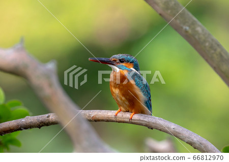 翠鳥 翠鳥 66812970