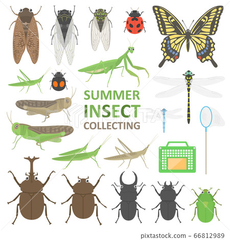 Summer insect illustration set Summer insect illustration set 66812989