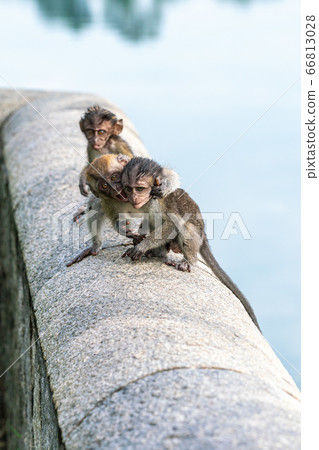 Young cynomolgus monkey playing in a herd Young cynomolgus monkey playing in a herd 66813028