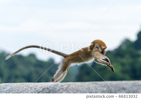 獼猴玩群 獼猴玩群 66813032