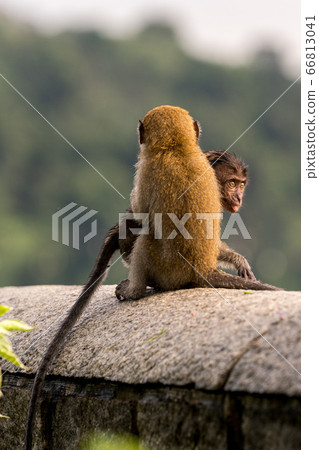 Young cynomolgus monkey playing in a herd Young cynomolgus monkey playing in a herd 66813041