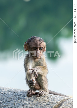 Young cynomolgus monkey 66813113