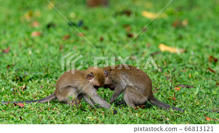 Young cynomolgus monkey 66813121