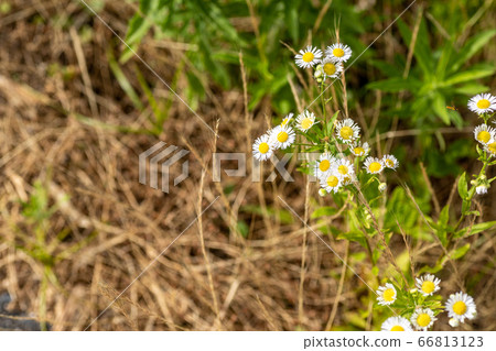 Dead grass and halzion Dead grass and halzion 66813123
