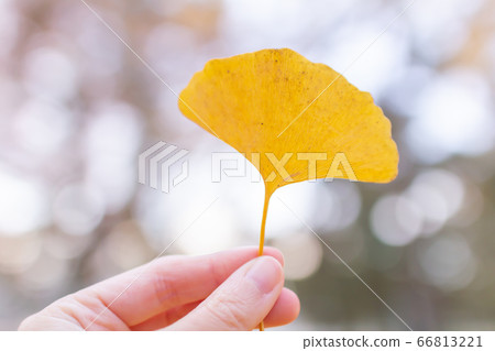 Hand and ginkgo Hand and ginkgo 66813221
