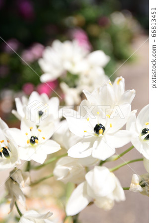 Ohnisogaram · Arabicam Ohnisogaram · Arabicam 66813451