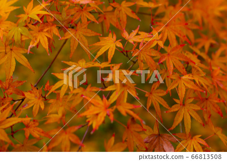 Autumn leaves 66813508