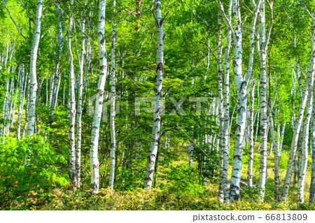 <長野縣>新鮮的白樺樹群落八千穗高原 66813809