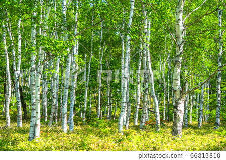 <長野縣>新鮮的白樺樹群落八千穗高原 <長野縣>新鮮的白樺樹群落八千穗高原 66813810
