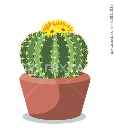 Big cactus ball in a red ceramic pot, decorative desert plant called notocactus or eriocactus. Vector illustartion isolated on white Big cactus ball in a red ceramic pot, decorative desert plant called notocactus or eriocactus. Vector illustartion isolated on white 66813839