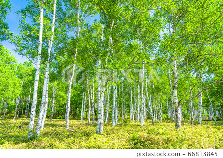 <Nagano Prefecture> Fresh green birch colony, Yachiho Kogen <Nagano Prefecture> Fresh green birch colony, Yachiho Kogen 66813845