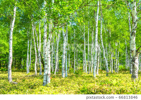<Nagano Prefecture> Fresh green birch colony, Yachiho Kogen <Nagano Prefecture> Fresh green birch colony, Yachiho Kogen 66813846