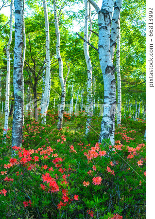 "Nagano Prefecture" Azalea and fresh green birch colony, Yachiho Kogen 66813992