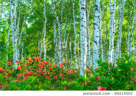 "Nagano Prefecture" Azalea and fresh green birch colony, Yachiho Kogen 66814002
