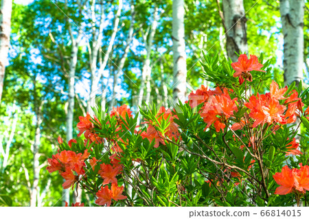 "Nagano Prefecture" Azalea and fresh green birch colony, Yachiho Kogen 66814015