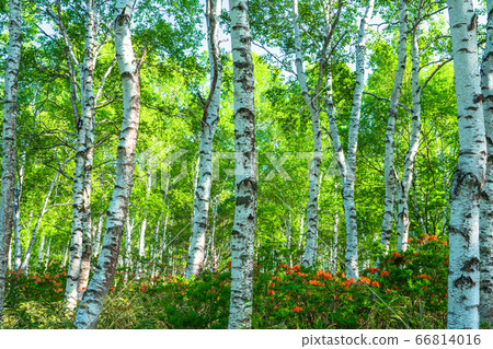 "Nagano Prefecture" Azalea and fresh green birch colony, Yachiho Kogen 66814016