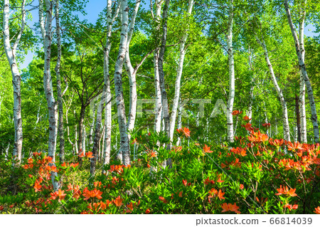 "Nagano Prefecture" Azalea and fresh green birch colony, Yachiho Kogen "Nagano Prefecture" Azalea and fresh green birch colony, Yachiho Kogen 66814039