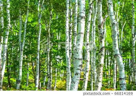 <Nagano Prefecture> Fresh green birch colony, Yachiho Kogen 66814169