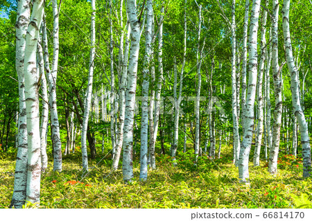 <Nagano Prefecture> Fresh green birch colony, Yachiho Kogen <Nagano Prefecture> Fresh green birch colony, Yachiho Kogen 66814170