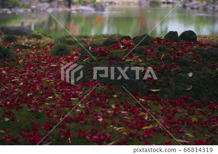 秋葉和落葉 66814319